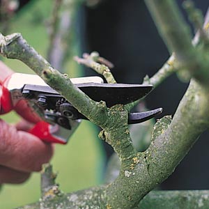 Pruning fruit tree using hand pruners or secateurs