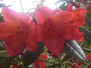 Red Rhododendrons