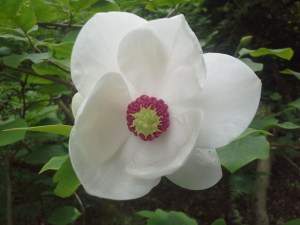 Magnolia in the Rhododendron Garden at Russborough House